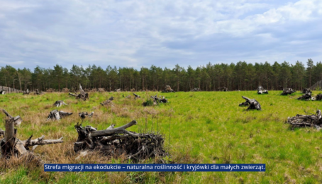 galeria 6 - zdjęcie 1