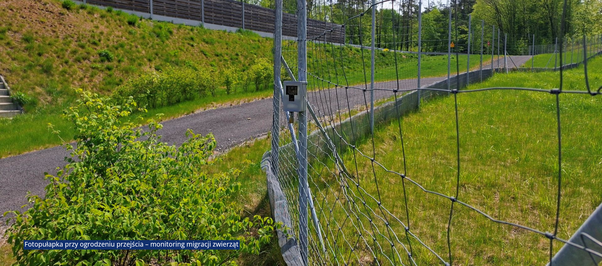 Fotopułapka umieszczona na ogrodzeniu przejścia pod drogą główną. Beneficjent dokłada starań, aby elementy te były jak najmniej widoczne pod kątem niezakłócania migracji, jak i kradzieży sprzętu. 